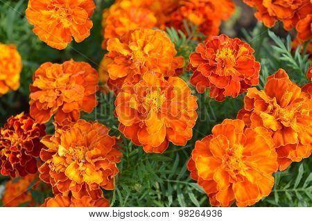 Close Up Yellow Marigold In Mome Garden With Nature Orange Color