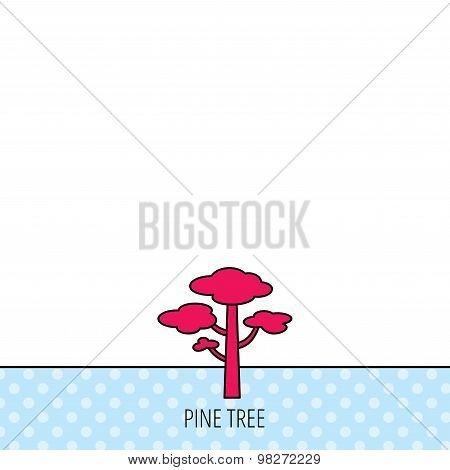 Pine tree icon. Forest wood sign.