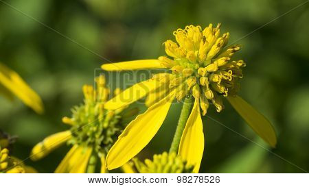 Common Wingstem Bloom Close-up. Yellow Bloom.