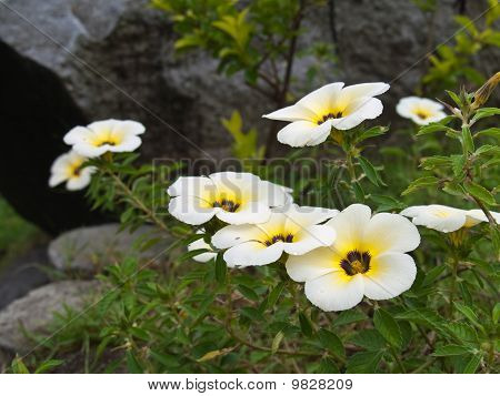 Turnera Subulata blomst