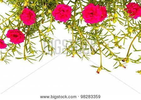 Portulaca Isolated Background.