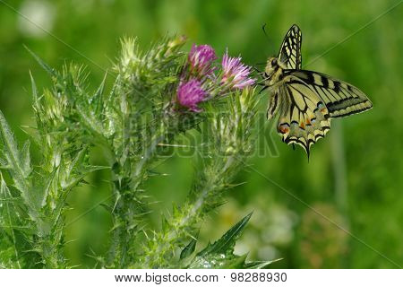 Butterfly On Flower