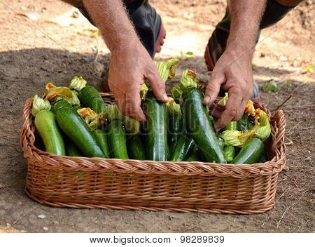 Farmer collecting zucchini basket from crop.