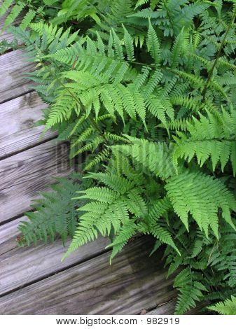 경로에 고 사리
