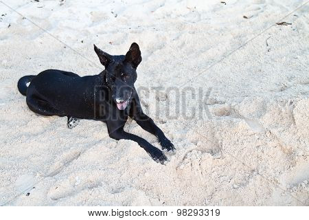Black Dog At The Beach In Thailand In The Summer