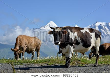 Cows  On Alpine Meadow