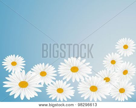 Daisy Wheels On Blue Background
