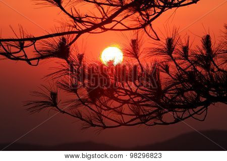 Silhouette Beautiful Sunset Behind Branches In Northern Thailand