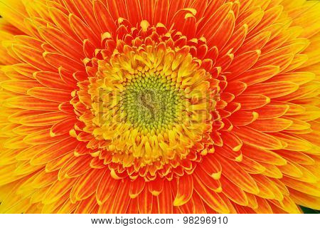 Colorful Gerbera Texture Background