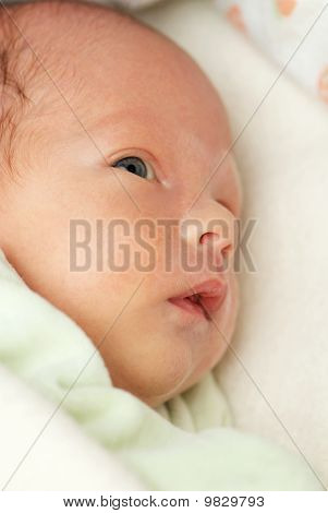 Porträtt av nyfödda