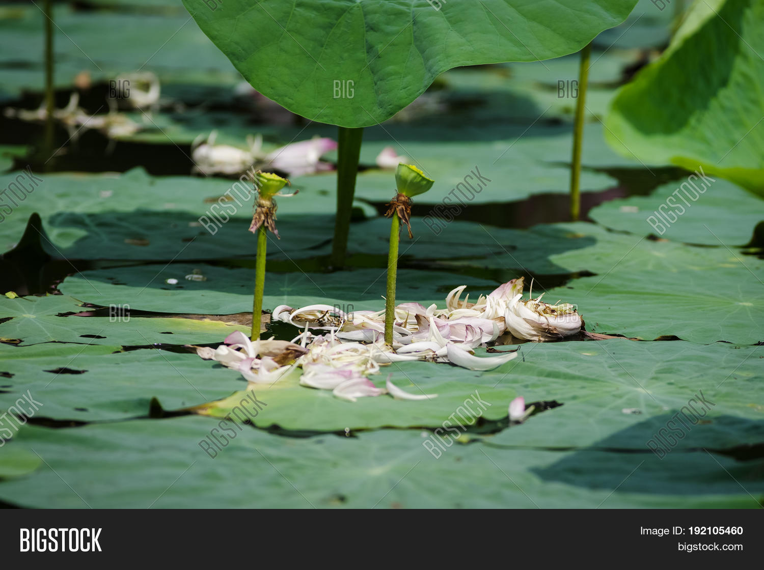 Falling Lotus Flowers Image & Photo (Free Trial) Bigstock