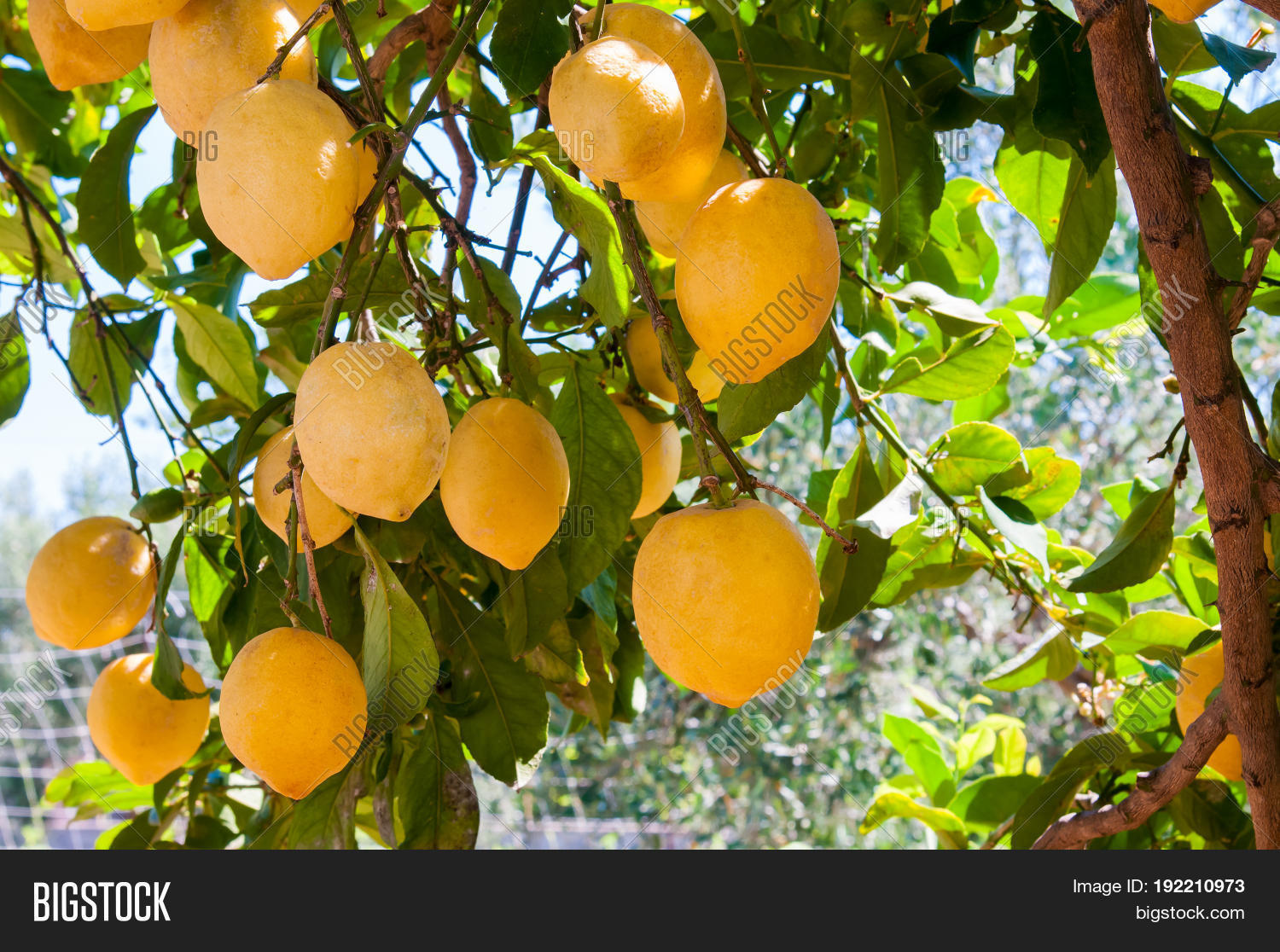 Lemons On Tree Image & Photo (Free Trial) Bigstock