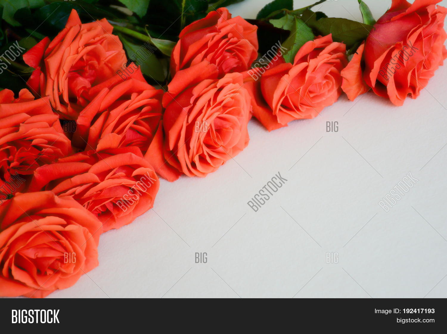 Orange Roses On Light Image &amp; Photo (Free Trial) | Bigstock
