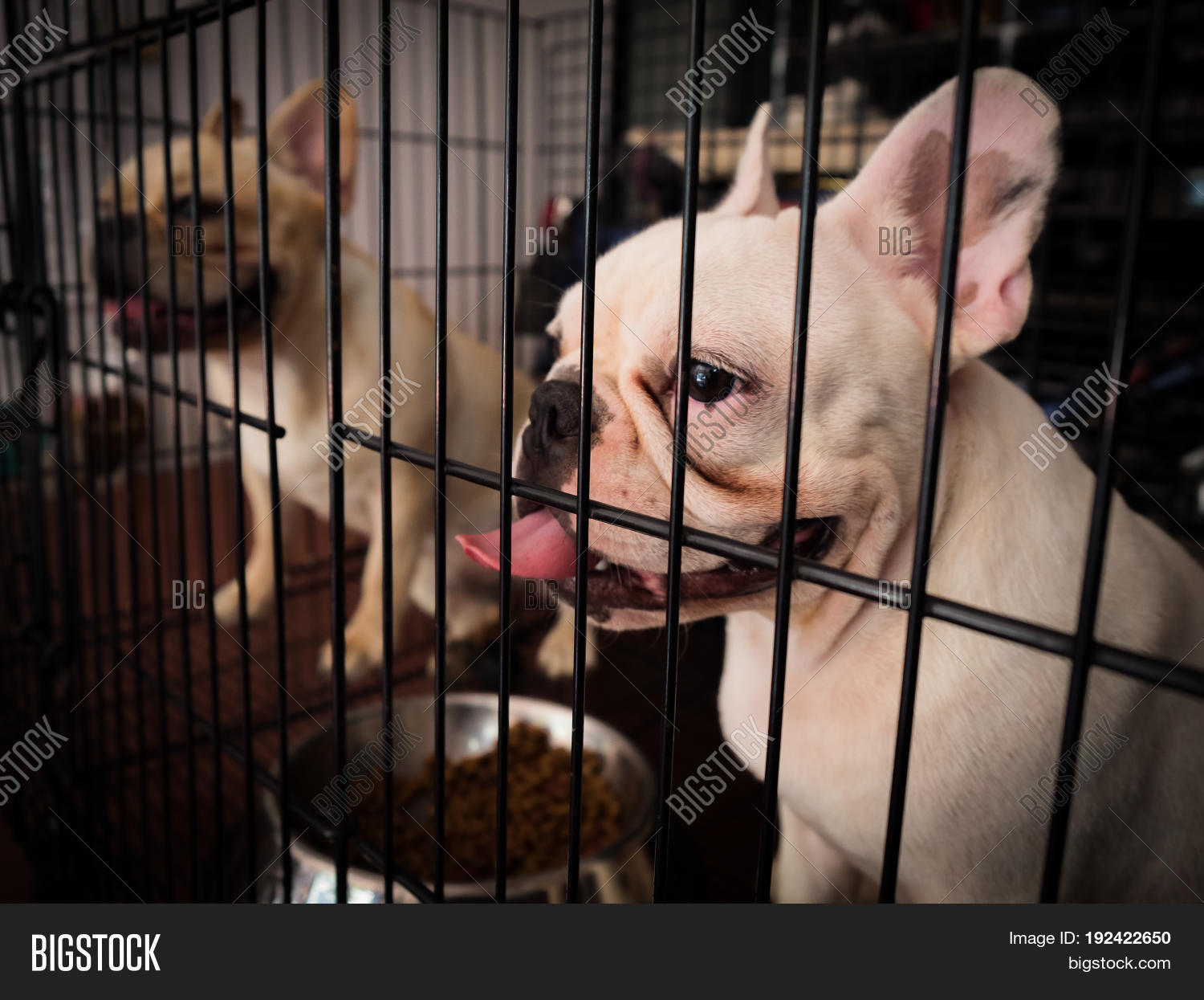 French Bulldogs Image & Photo (Free Trial) Bigstock