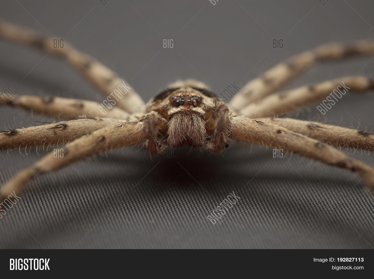 Close Cane Spider On Image & Photo (Free Trial) Bigstock