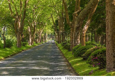 Platan Alley At Lake Lagoa Das Furnas On The Sao Miguel Island
