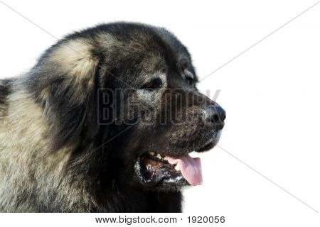 Cão de pastor caucasiano