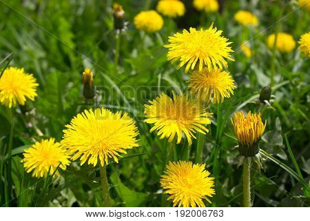 An area with many blooming yellow dandelion
