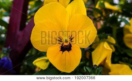 a yellow flower on a sunny spring day