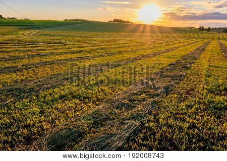 Sunset At Cultivated Land In The Countryside On A Summer.