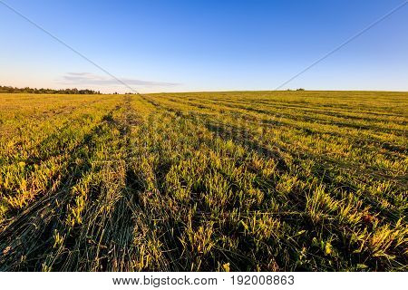 Cultivated Land In The Countryside On A Summer.