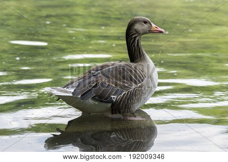 View on a beautiful Greylag Goose at the Lake. A Greylag Goose sits in the Water. Close-up of a relaxed Greylag Goose (Anser) in the Morning.