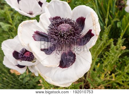 beautiful flower on a sunny spring day
