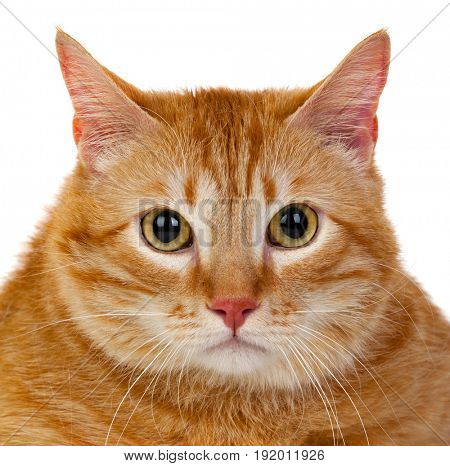 Adult red cat with overweigh isolated on a white background