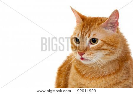 Adult red cat with overweigh isolated on a white background