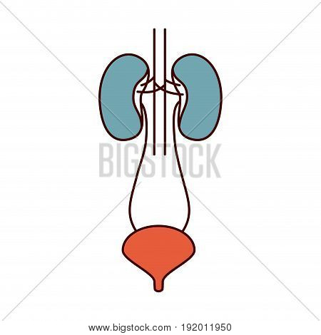 color sections simple contour renal system with urethra vector illustration