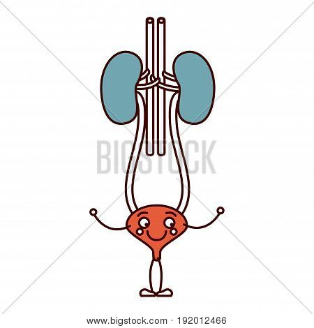color sections silhouette caricature renal system with urethra vector illustration