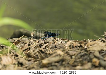 View on a Beautiful demoiselle in the Morning Light. 
Close-up of a blue Dragonfly at the Lake. Dragonflies (Calopteryx virgo). 
A Dragonfly sits on the Ground.