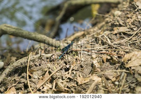 View on a Beautiful demoiselle in the Morning Light. 
Close-up of a blue Dragonfly at the Lake. Dragonflies (Calopteryx virgo). 
A Dragonfly sits on the Ground