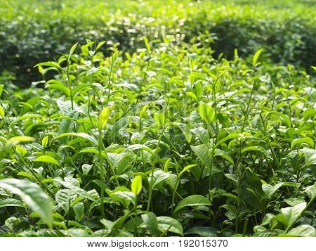 Tea Plantation