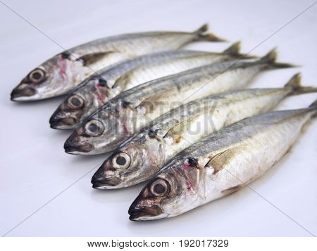 fresh fish