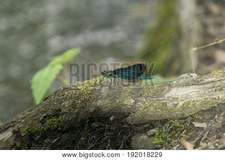 View on a Beautiful demoiselle in the Morning Light. 
Close-up of a blue Dragonfly in the Forest. Dragonflies (Calopteryx virgo). 
A Dragonfly sits on a Branch.