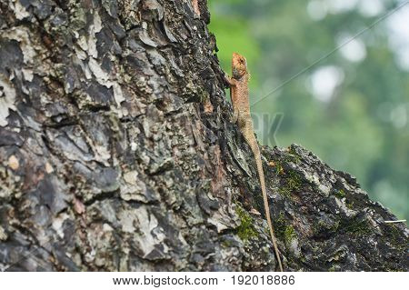 A yellow tree lizard resting on the tree Hue, vietnam. With copyspace.