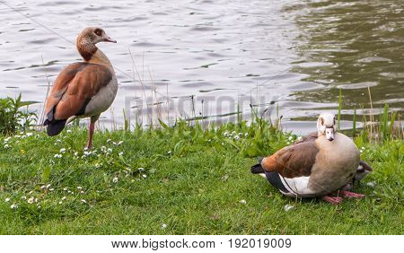 bird family near a lake to rest