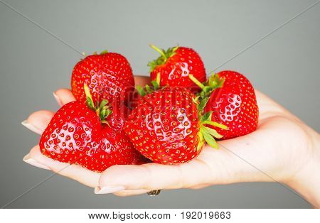 Hand Full Of Big Red Fresh Ripe Strawberries Isolated Towards Gray Colored Backgdrop