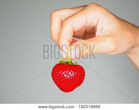 Female Person Holding A Fresh Red Strawberry Isolated Towards Gray Colored Backgdrop
