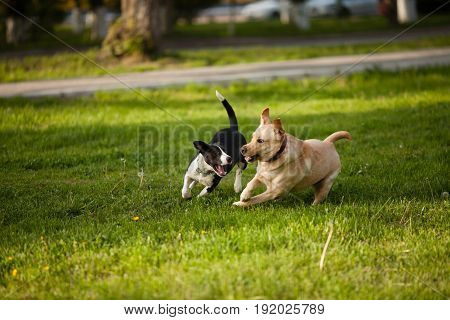 Two dogs walking on green grass in the park