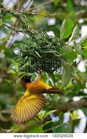 Male weaver bird hanging from a nest whilst building it with its wings spread and with trees in the background.