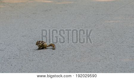 Closeup of a chipmunk on a paved road looking for food.