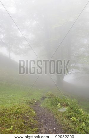 Mysterious Forest In A Very Misty Morning.