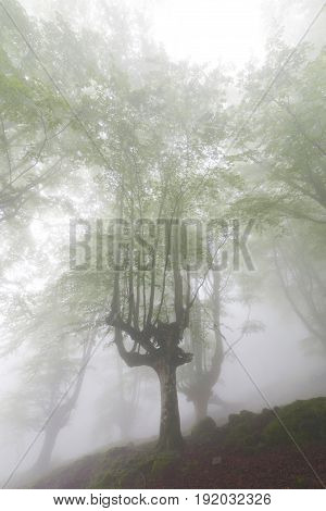 Mysterious Forest In A Very Misty Morning.