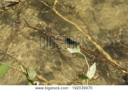 View on a Beautiful Demoiselle in the Morning Light. Close-up of a blue Dragonfly on a Leaf above ar River. Dragonflies (Calopteryx virgo).