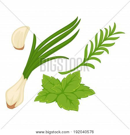 Spring greenery collection consisting of green onion, garlic piece, mink leaf and tarragon bunch isolated on white. Close up realistic vector poster in flat design of healthy garden products