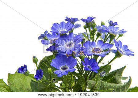 blue flowers cineraria isolated on white background