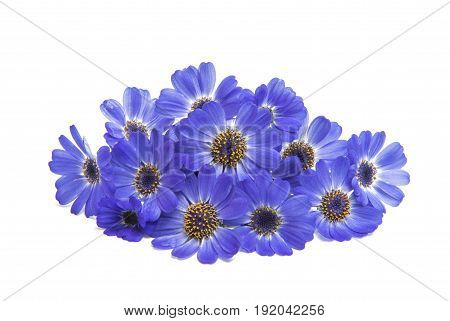 blue cineraria flowers isolated on white background
