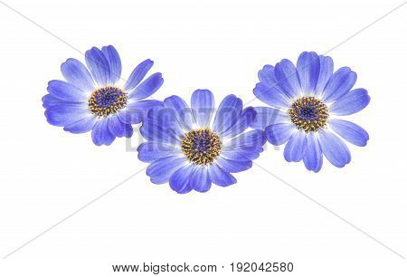 blue cineraria flowers isolated on white background